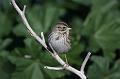 Savannah Sparrow 011109 095